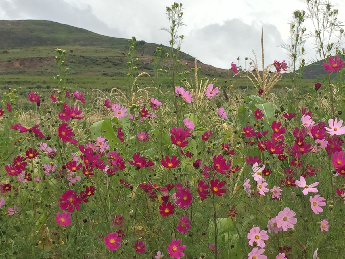 Cosmo flowers in bloom in Lesotho
