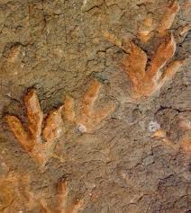 dinosaur-footprints